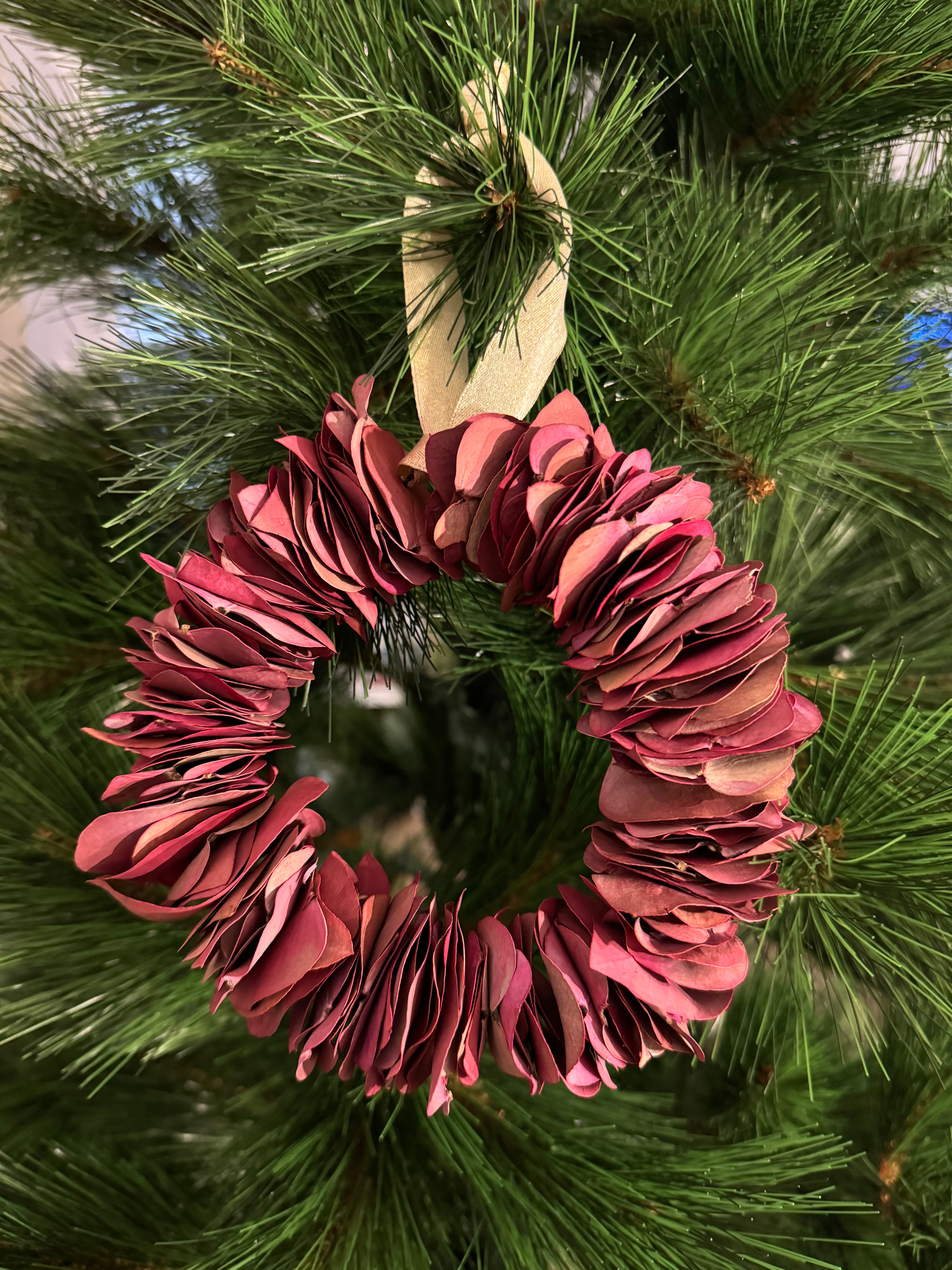 Corona mini burgundy (2 und)