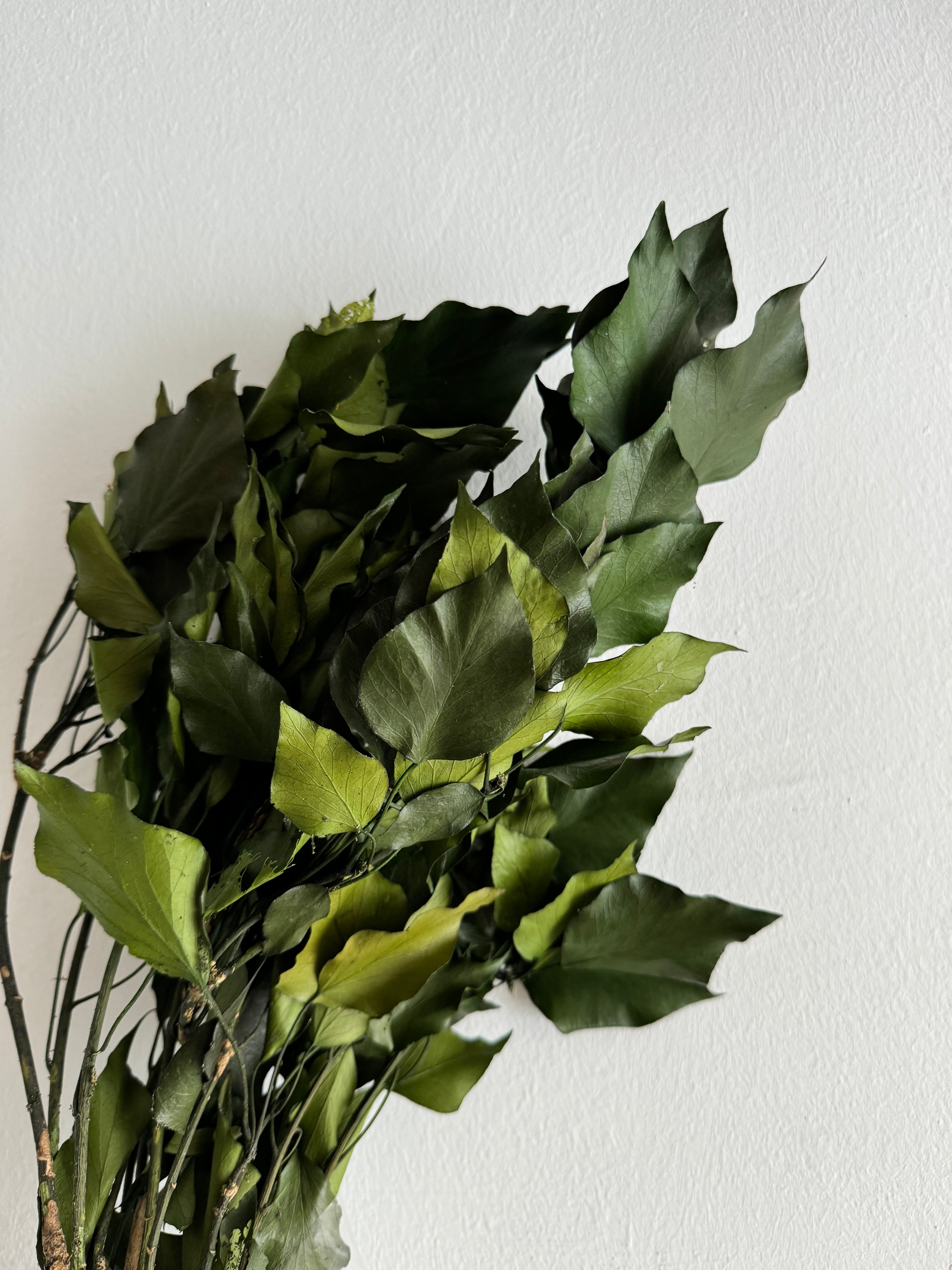 Planta Hoja invernal