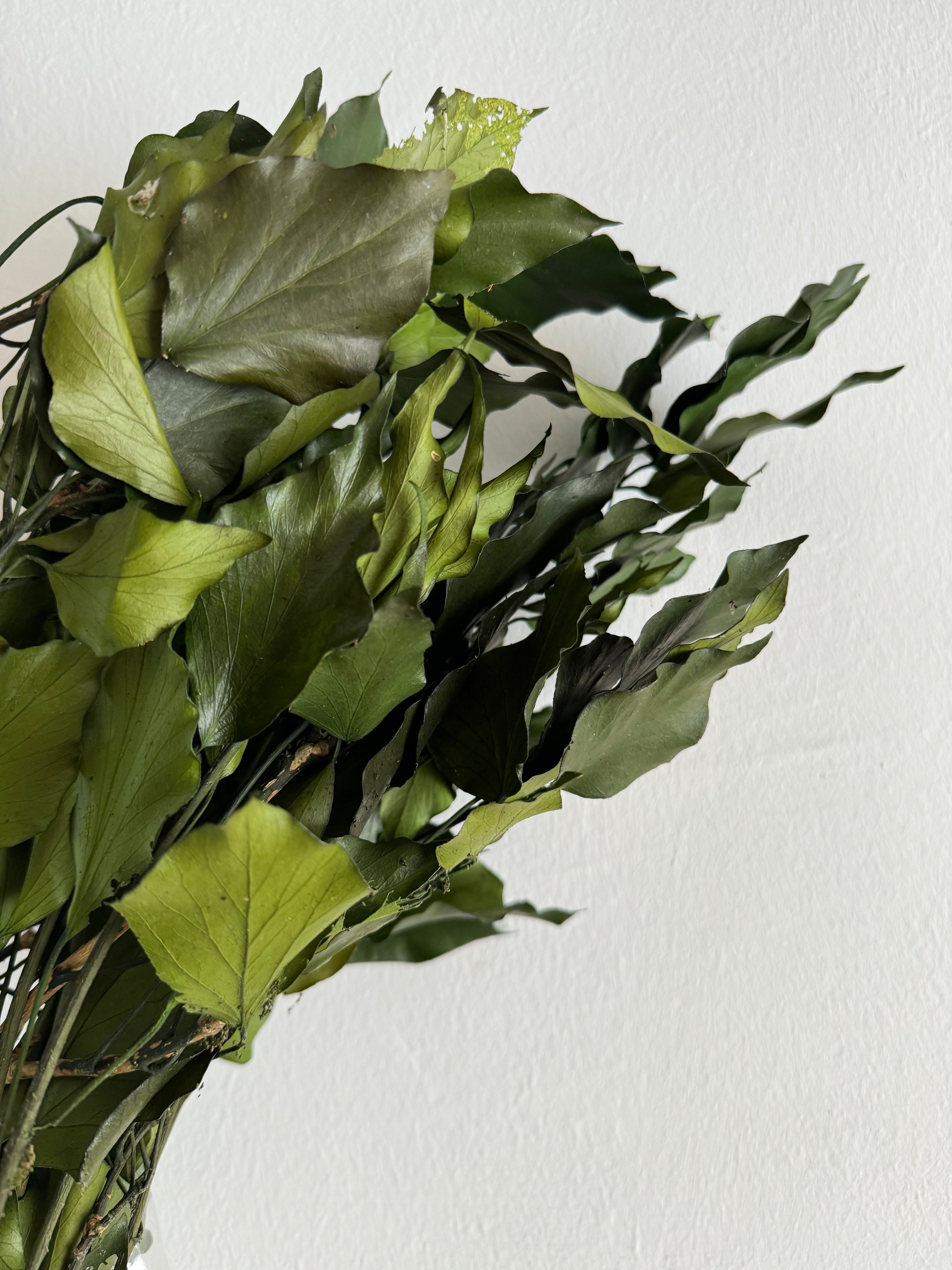 Planta Hoja invernal