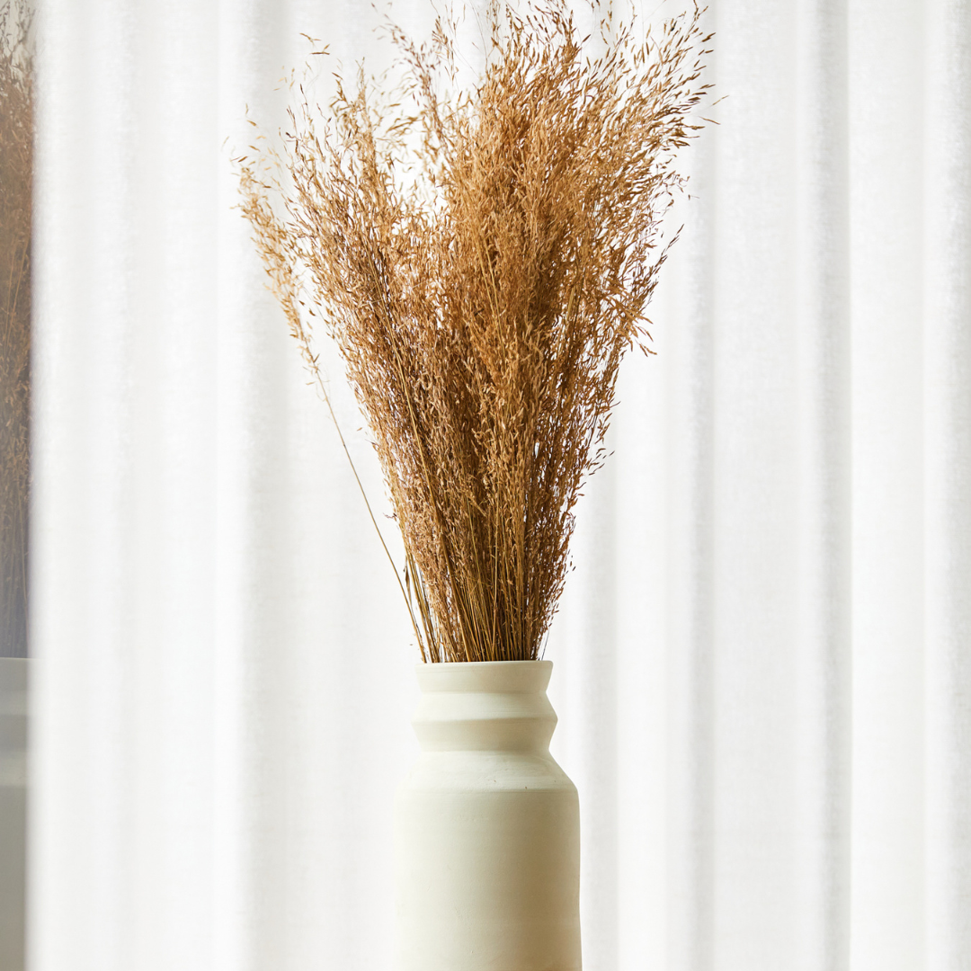 ||||achillea gigante|