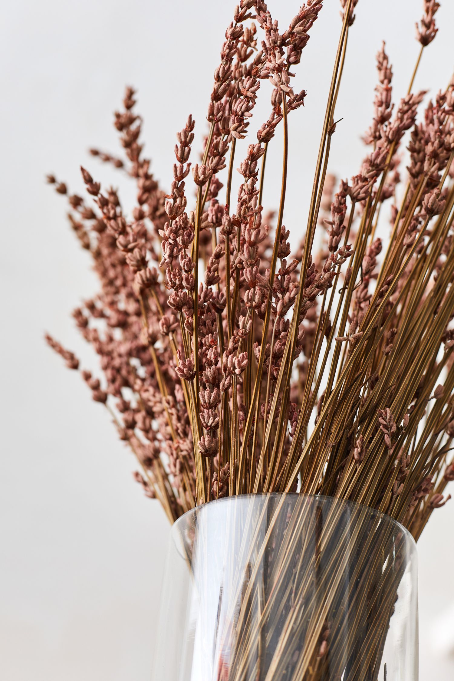 Lavanda rosa para decoración