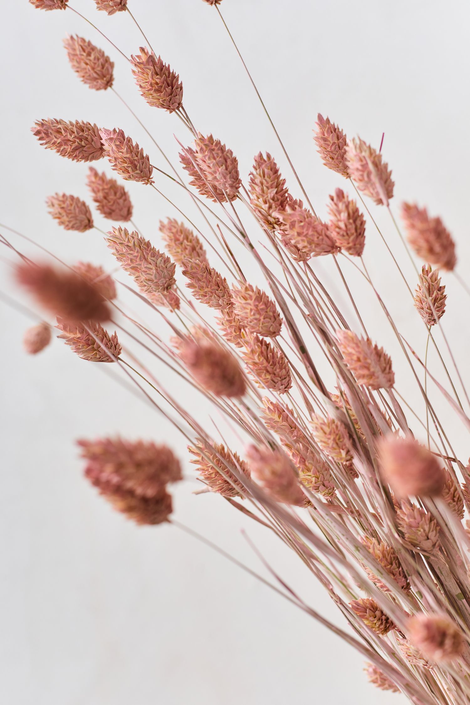 Phalaris Rosa|phalaris rosa|||||||