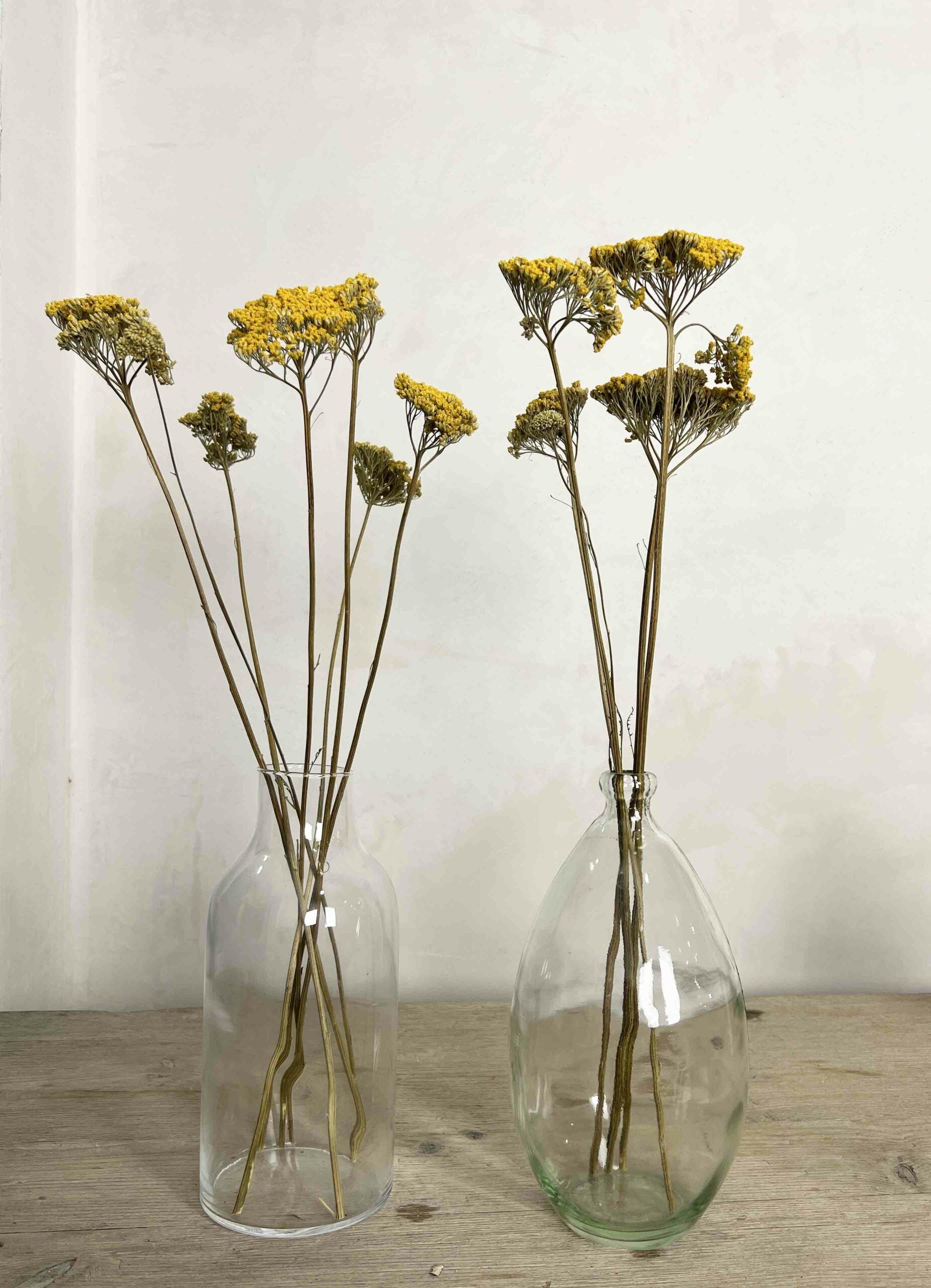 Achillea Gigante Amarilla