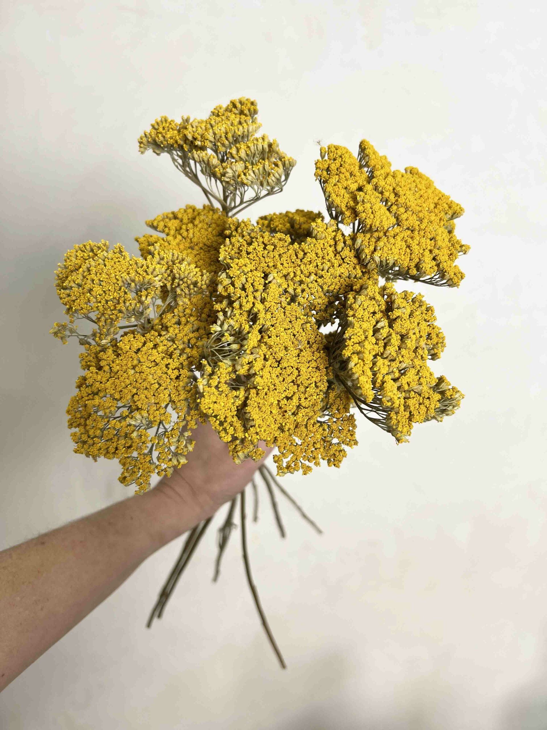 Achillea Gigante Amarilla