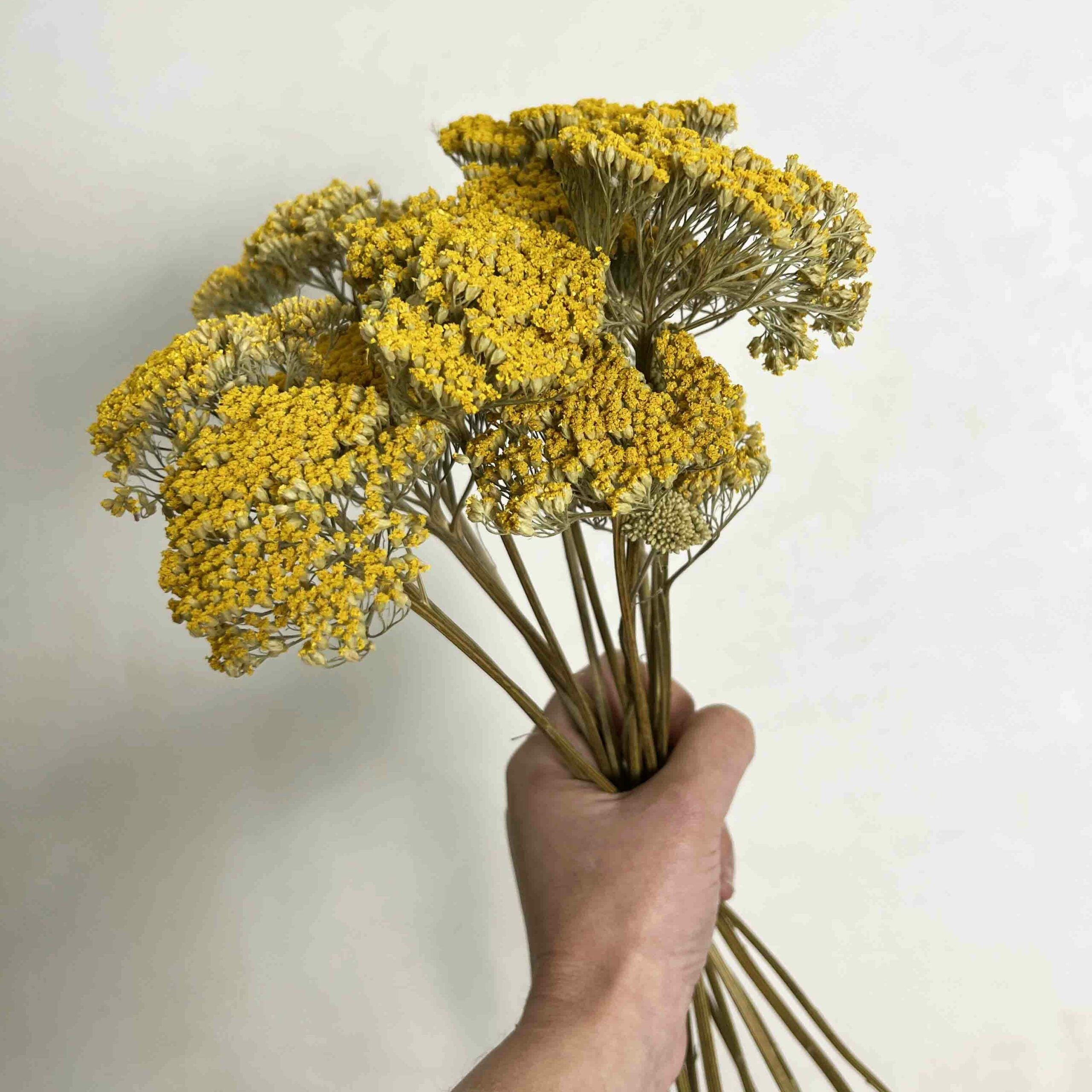 Achillea Gigante Amarilla