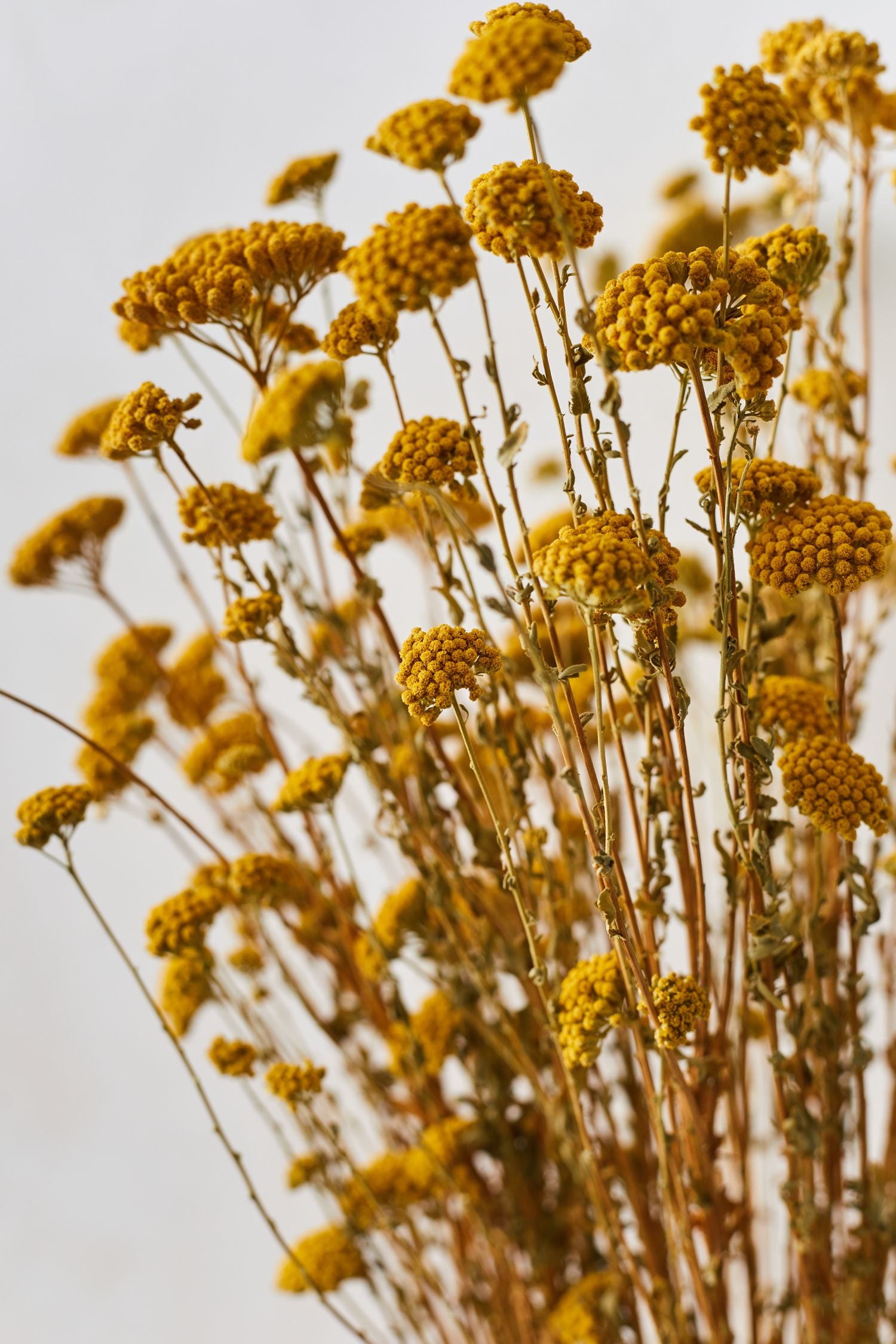 Achillea amarilla