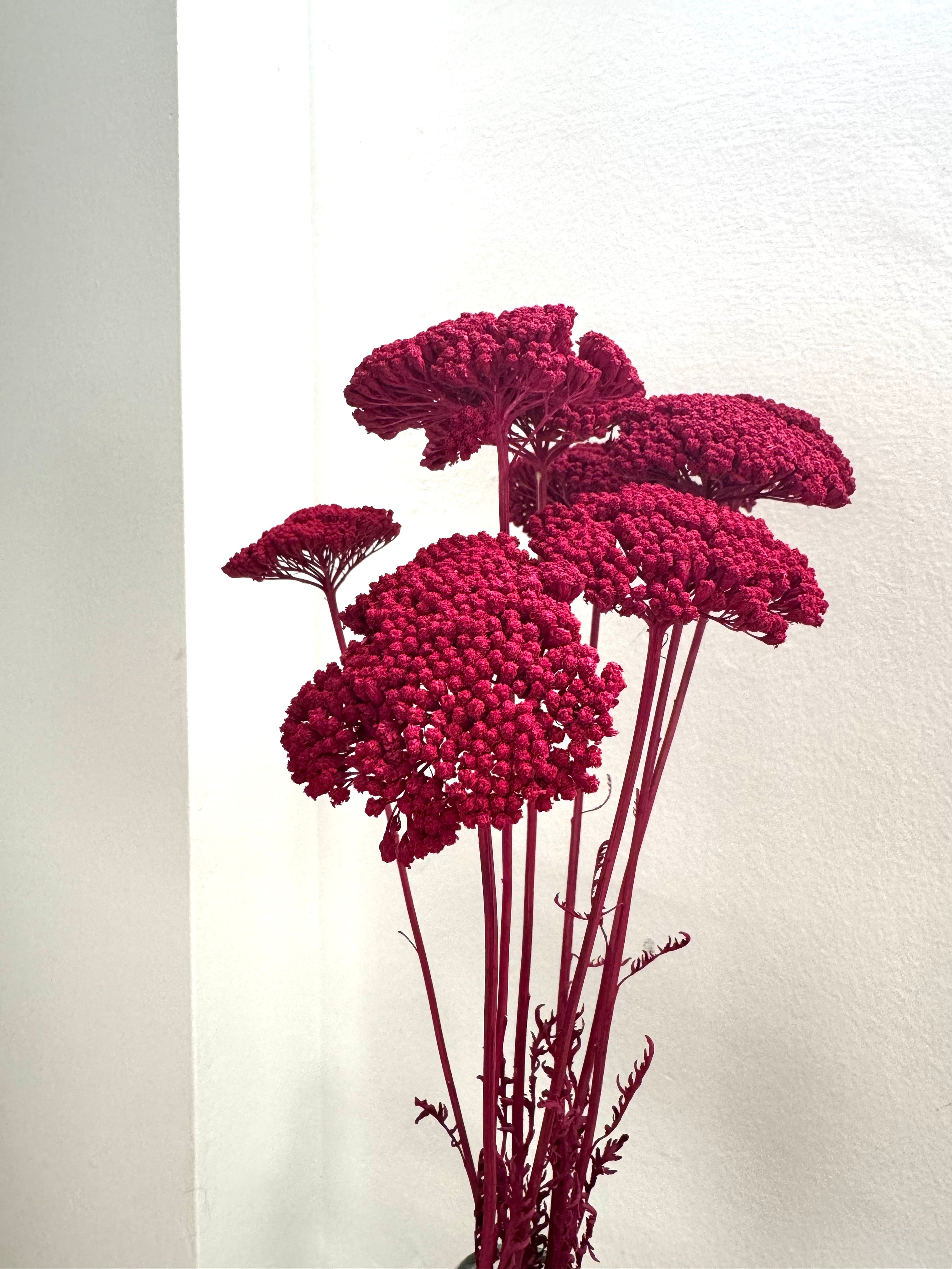 Achillea Gigante Amarilla