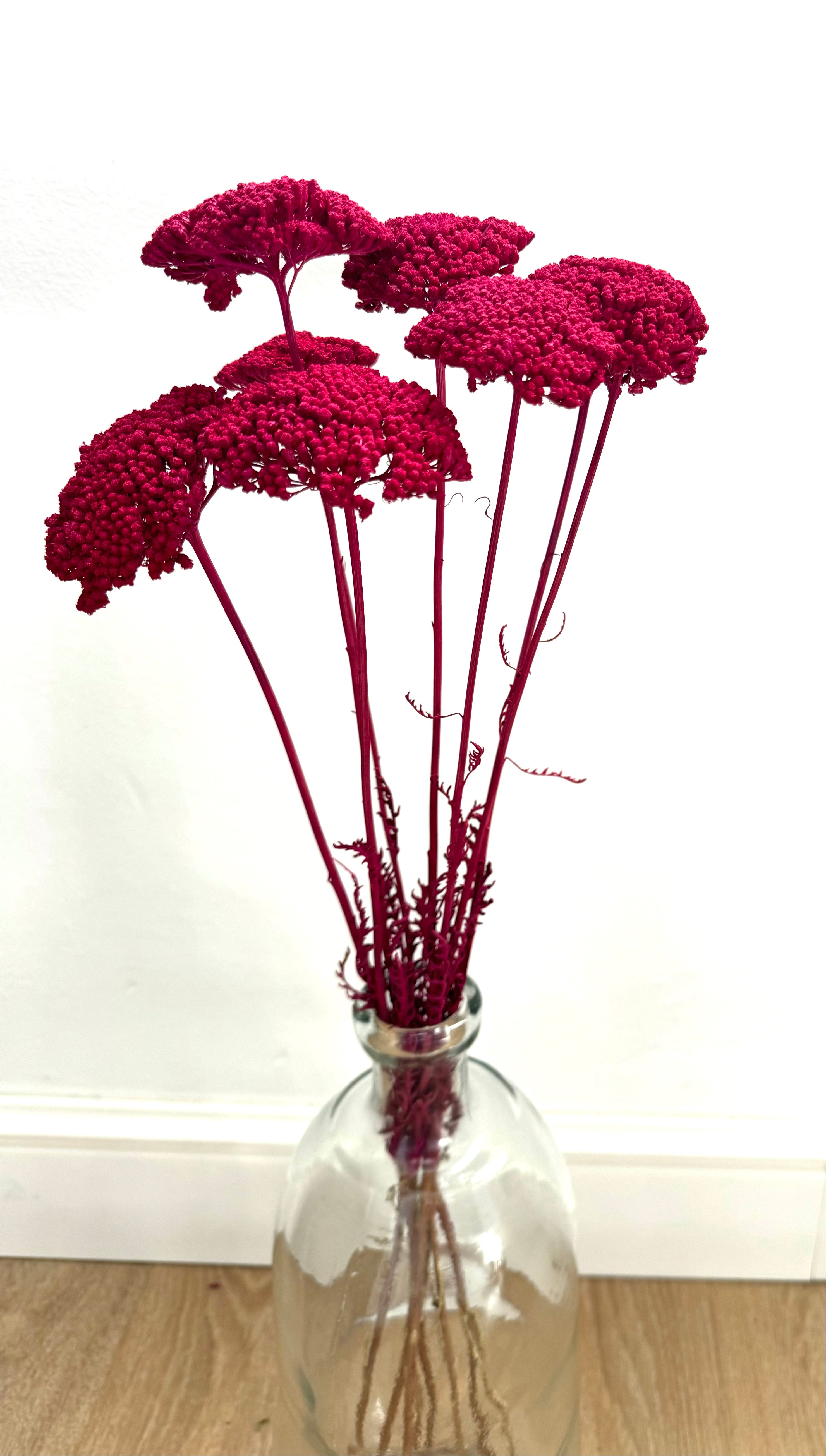 Achillea Gigante Amarilla