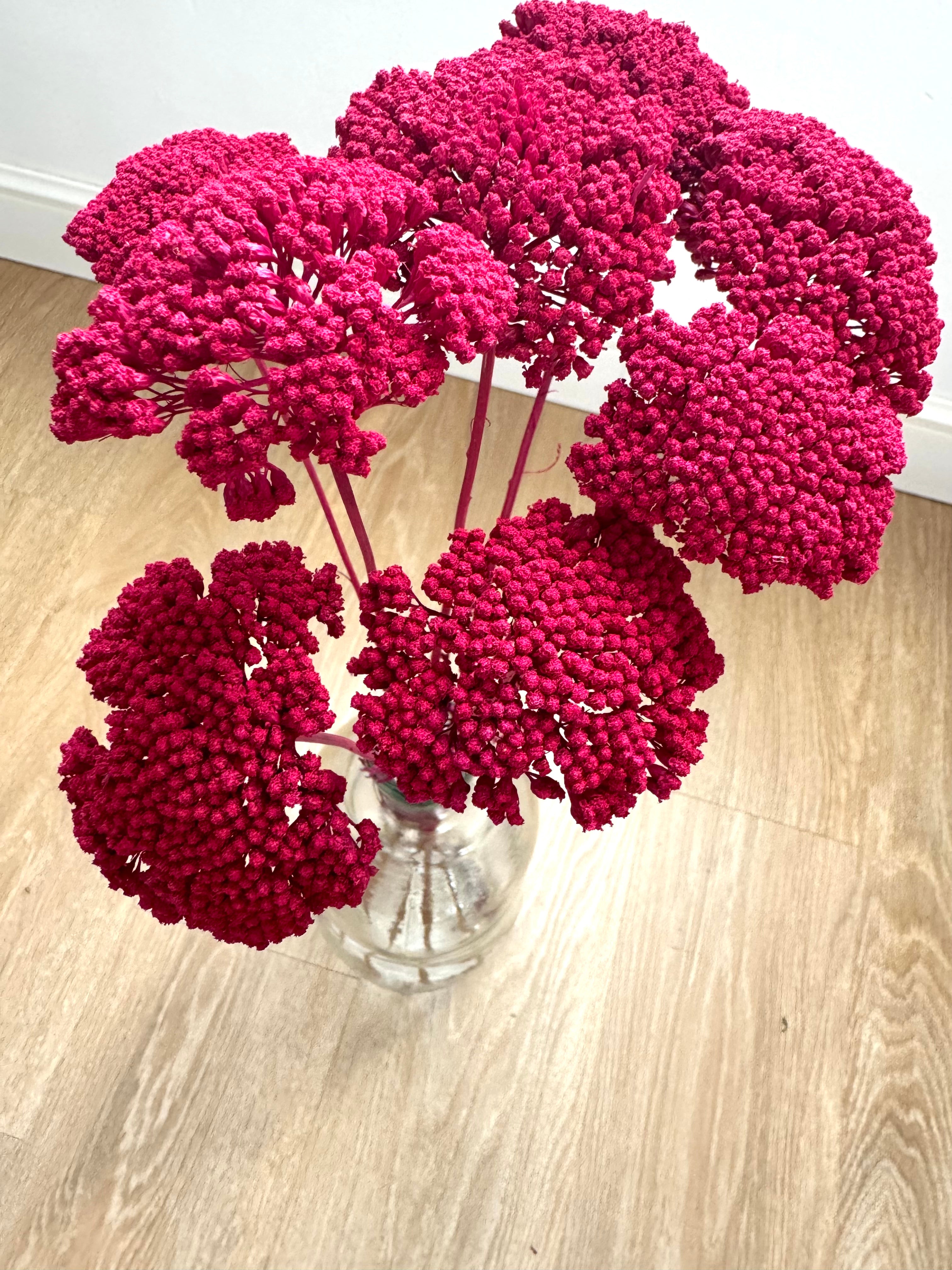 Achillea Gigante Amarilla