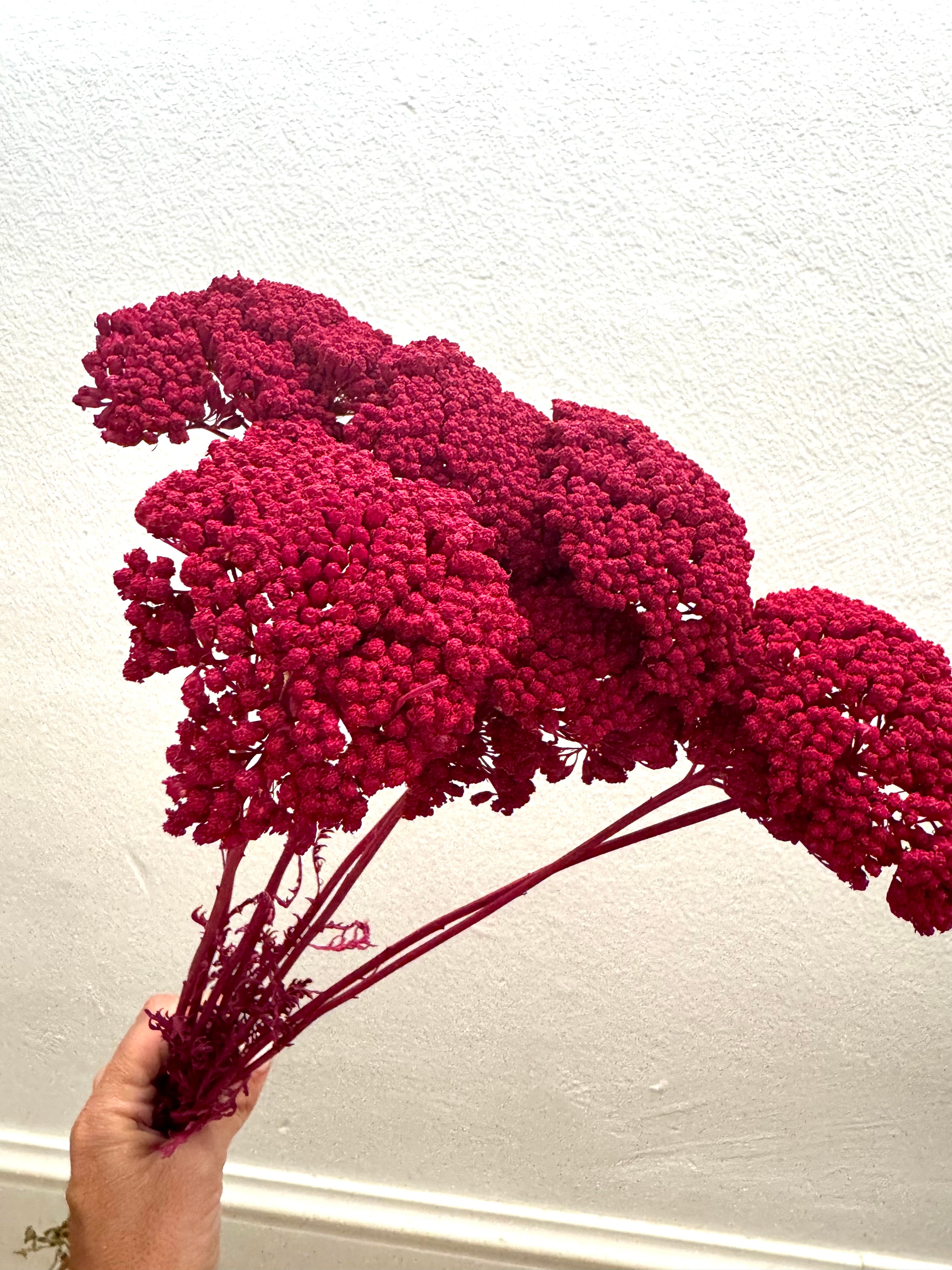 Achillea Gigante Amarilla