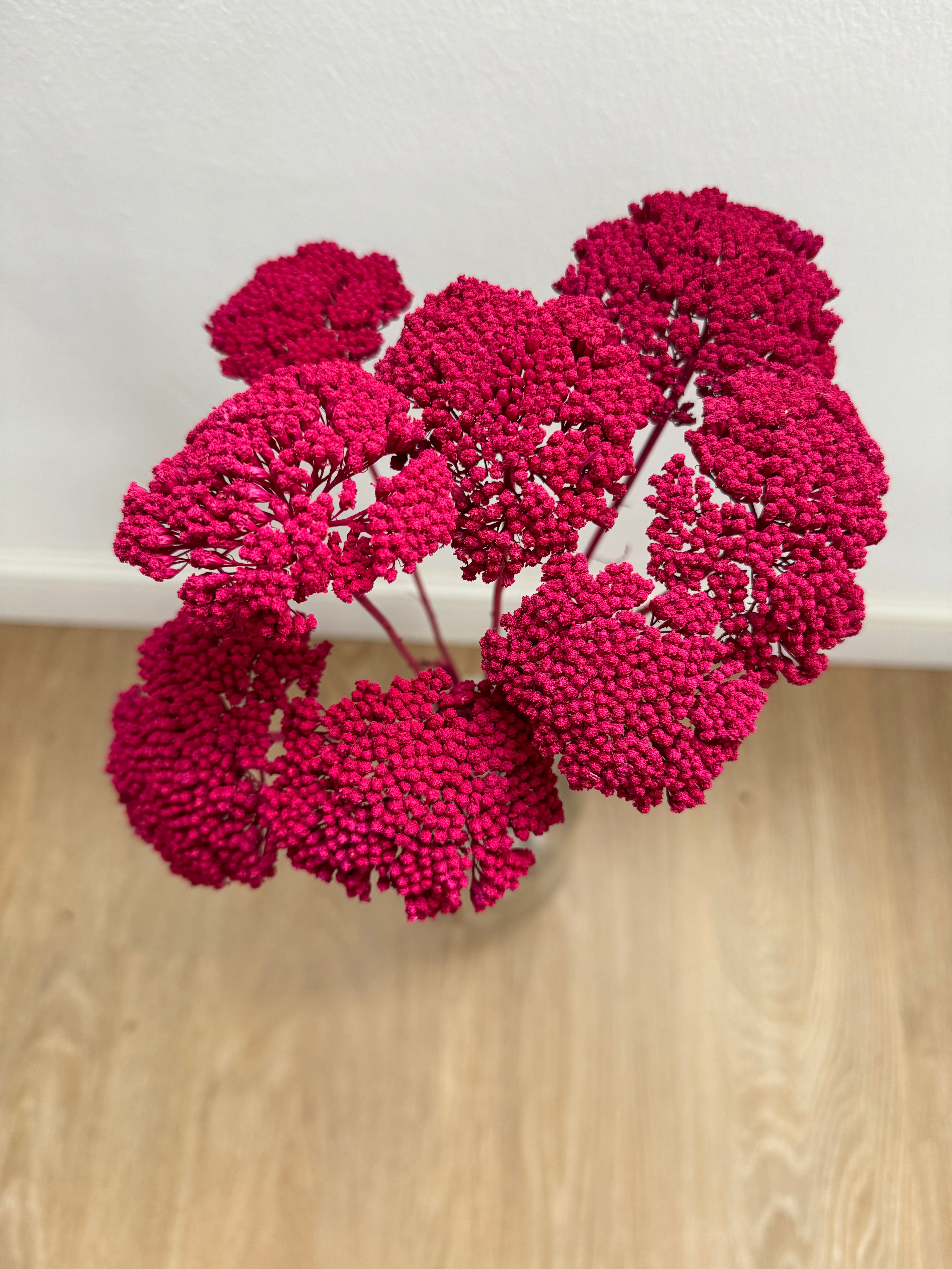 Achillea Gigante Amarilla